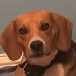 Jack the beagle - @jack.beagle.04 - Instagram