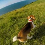 Jack The Beagle - @imjackthebeagle - Instagram