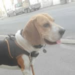jack the beagle - @beaglejackthe - Instagram