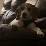 Jack The beagle - @jackthebeagle1 - TikTok