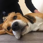 Jack The Beagle - @_beaglejack - Instagram