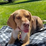 Jack the Beagle - @jackcheesebeagle - Instagram