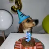 jackbeagle23 - @jackbeagle23 - TikTok
