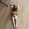 jack..beagle - @jack..beagle - TikTok
