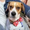 Jack.El.travieso.Beagle - @jack.el.travieso.beagle - TikTok
