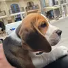 🐾Jack’s life 🐶 - @jack26beagle - TikTok