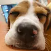 Life of Jackie 🤎 - @jackbeaglelife - TikTok