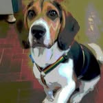 Meu nome é Jack Daniels 🐶 - @jack__beagle - Instagram