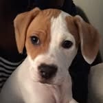 MIXED_DOG - @jack_beagle_staffordshire - Instagram