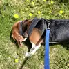Mon chien Jack🥰😇😜 Beagle😇 - @beaglejack_caro - TikTok