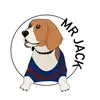 mr.jackbeagle - @mr.jackbeagle - TikTok