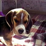 Russian dog 🐶 - @jack_beagle_ - Instagram