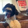I Am Jack Beans - @jackbeansthedoodle - TikTok