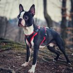 Jack Beanstalk - @jack_beanstalk_bostonterrier - Instagram