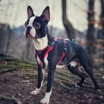 Jack Beanstalk - @jack_beanstalk_bostonterrier - Instagram