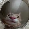 Jacksbigbeanstock - @jacksbigbeanstock - TikTok