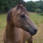 Jack Bebout - @excelsiorequestrian_ - Instagram