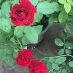 jackbeier - @jackbeierjack - Instagram