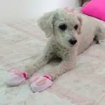 Belinha - @jack_belinha70 - Instagram