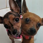 Belinha e Jack - @jackbelinha - Instagram