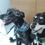 Jack&Belinha - @jack.belinha - Instagram