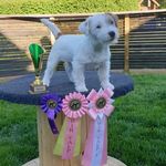 Belle - @jack_russel_belle - Instagram