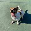 Bennie 🎾 Jack Russel 🎾 - @jackrbennie - TikTok