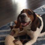 Jack the Beagle - @jack_bequick - Instagram