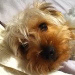 Jack Bethea - @jack_is_a_yorkie - Instagram