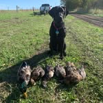 Jack Bickford - @wetland_retrievers - Instagram
