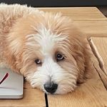 Billie Jack Taslitz - @billiejackbernadoodle - Instagram