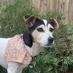 billiethejackrussell - @billie_the_jack_russell_ - Instagram