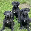 Jack Billy - @elite_guarddogs - TikTok
