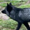 moon therian cats - @jackybissett2 - TikTok