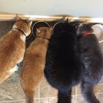 Eddie, Edgar, Blanche & Jack - @eddie_edgar_blanche_jack - Instagram