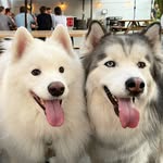 Jack & Blue - @jackandblueloveyou - Instagram