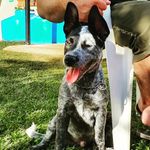 Jack Blue Heeler - @jack.blue.heeler - Instagram
