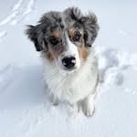 Jack the Australian Shepherd - @jack.blue.aussie - Instagram