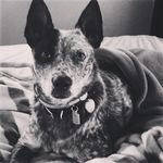 Jacko The Wacko I ❤️agility - @jack_blue_heeler_essc - Instagram