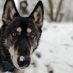 Jack Blythe - @jackofalldogsuk - Instagram