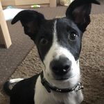 Bobby - @bobby_the_border_jack - Instagram