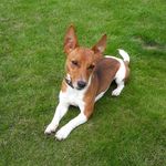 Bobby - @jack_russel.bobby - Instagram