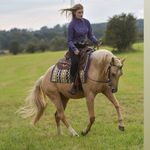 Jack ,Bobby und Alena💛🤎 - @jack_the_palomino - Instagram