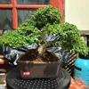 jack bonsai lembang bandung - @jack.bonsai.lemba - TikTok