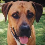 Jack Bones - @jackbones_thedog - Instagram