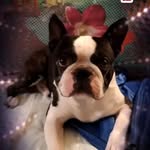 Jack_Boston - @boston_jack1 - Instagram
