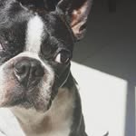 Jack Boston Terrier - @jack.boston.terrier - Instagram