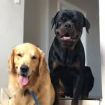 Jack&Boston - @jack21rottie - Instagram