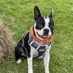 Jack.GR - @jack.boston.gr - Instagram