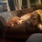 jack boucher - @rosiethedoggiie - Instagram